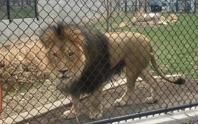 Jr. Journalism: Lions from the Roosevelt Park Zoo