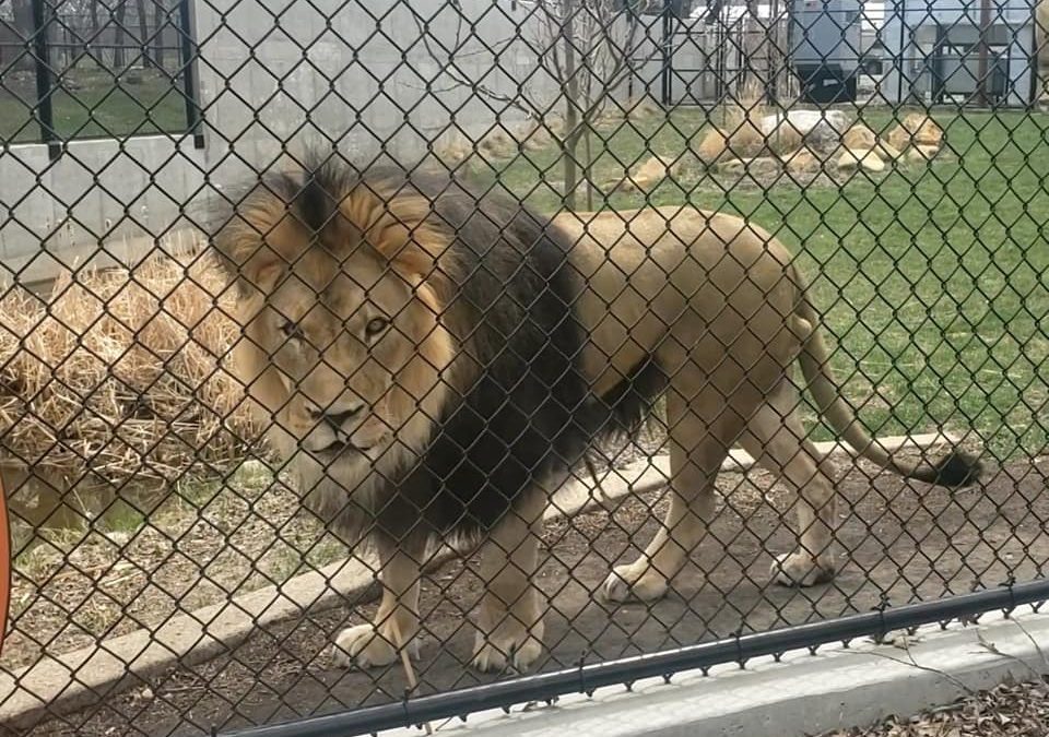Jr. Journalism: Lions from the Roosevelt Park Zoo