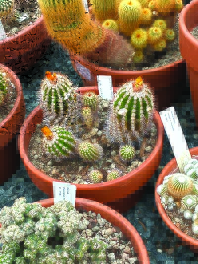 Stop The News & Start A Garden